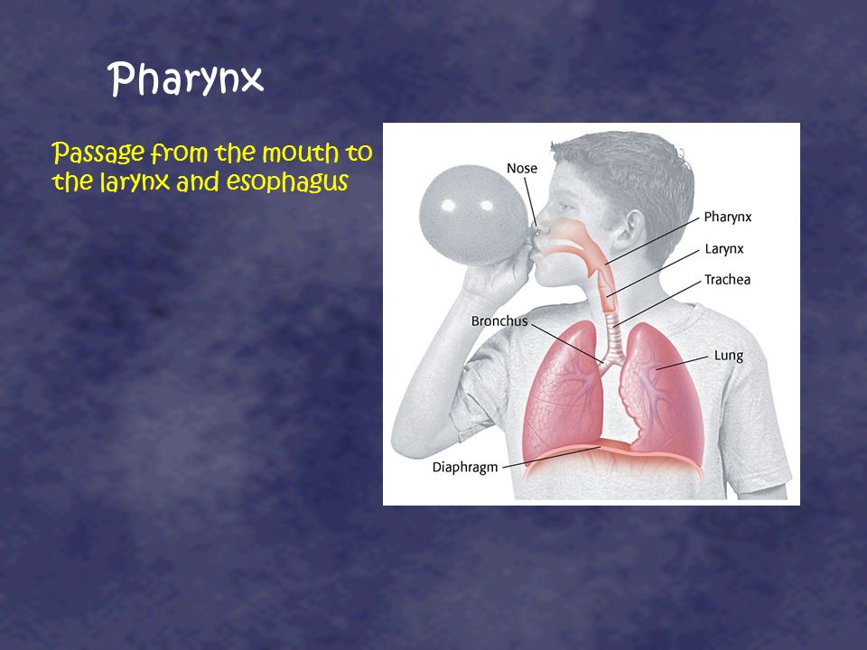Pharynx Passage from the mouth to the larynx and esophagus