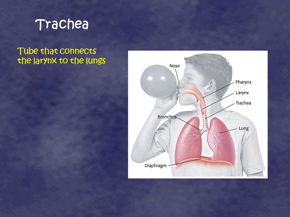 Trachea Tube that connects the larynx to the lungs