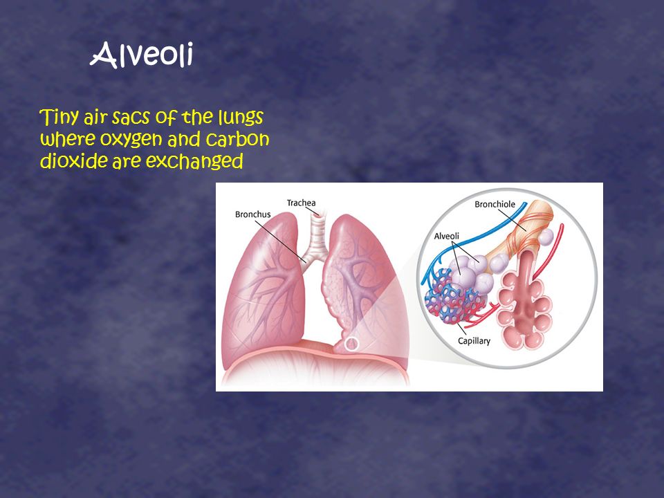 Alveoli Tiny air sacs of the lungs where oxygen and carbon dioxide are exchanged