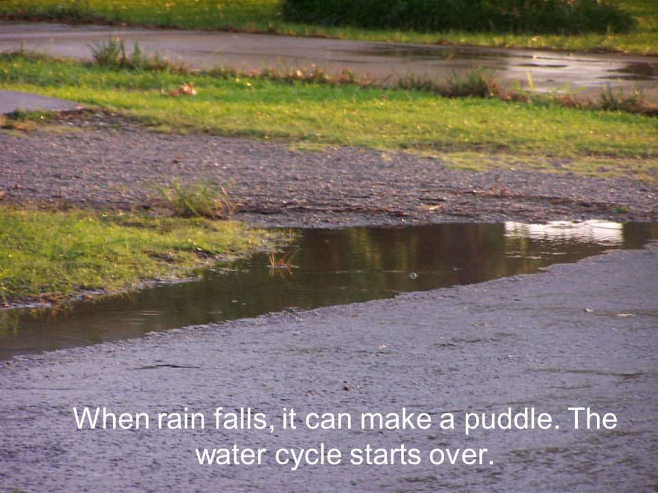 When rain falls, it can make a puddle. The water cycle starts over.