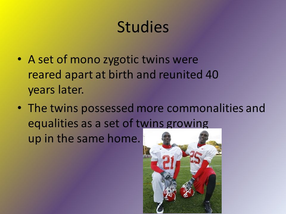 Studies A set of mono zygotic twins were reared apart at birth and reunited 40 years later.
