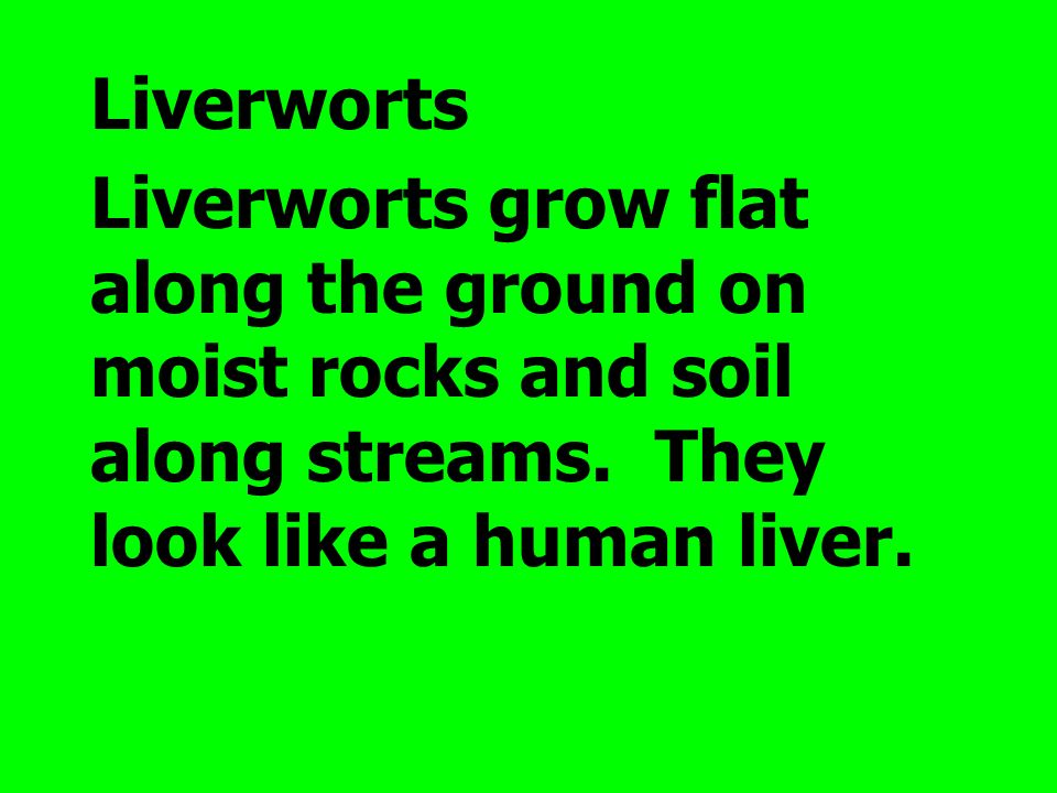 Liverworts Liverworts grow flat along the ground on moist rocks and soil along streams.