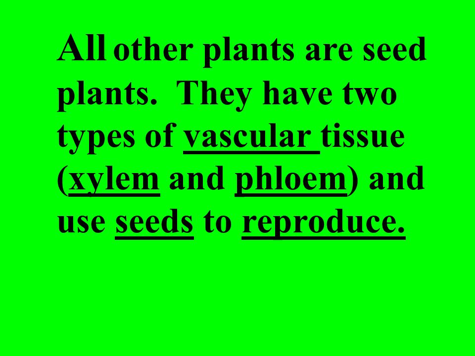 All other plants are seed plants