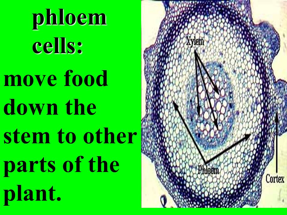 phloem cells: move food down the stem to other parts of the plant.