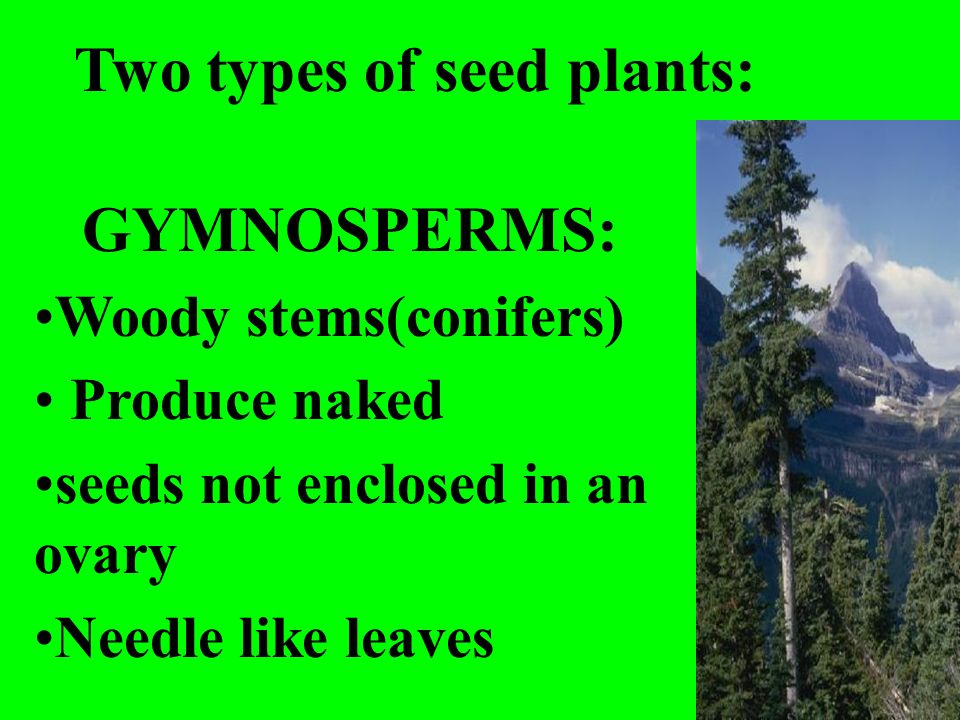 Two types of seed plants: