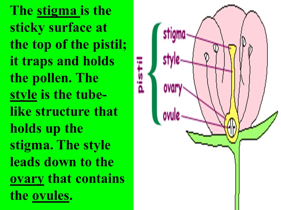 The stigma is the sticky surface at the top of the pistil; it traps and holds the pollen.