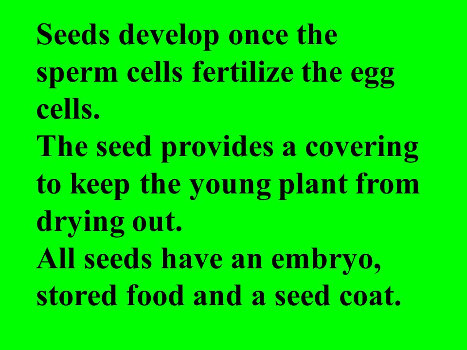 Seeds develop once the sperm cells fertilize the egg cells.