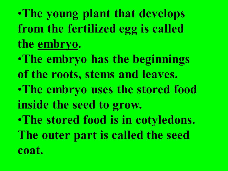 The young plant that develops from the fertilized egg is called the embryo.