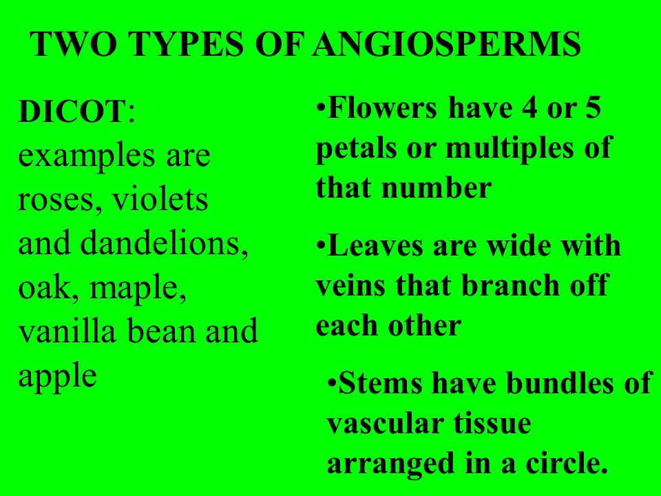 TWO TYPES OF ANGIOSPERMS