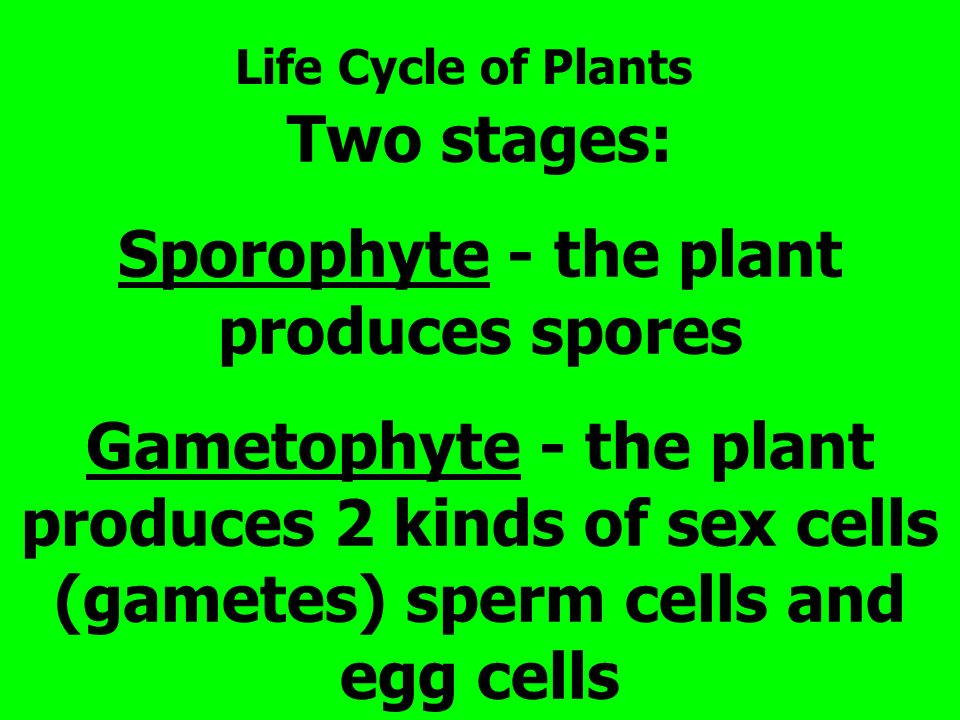 Sporophyte - the plant produces spores