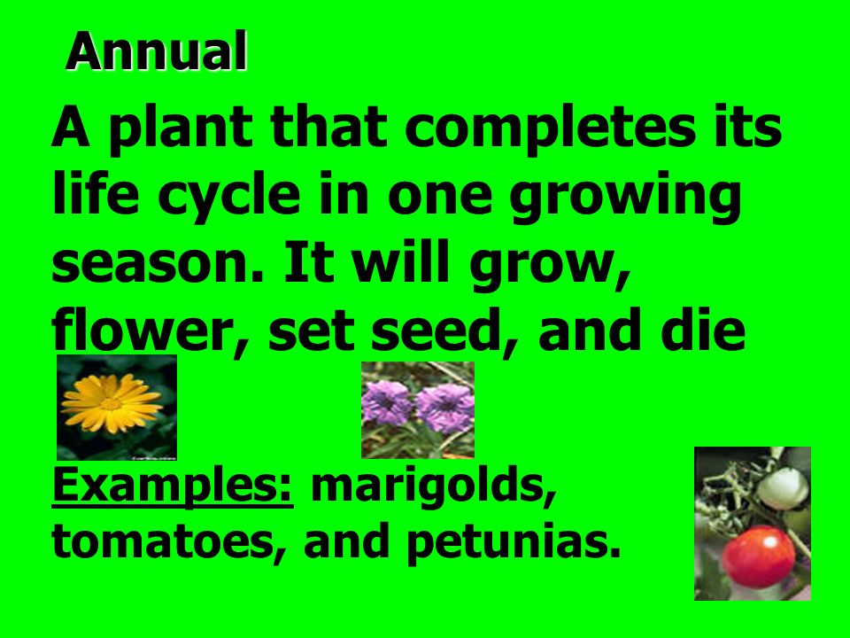 Annual A plant that completes its life cycle in one growing season. It will grow, flower, set seed, and die.