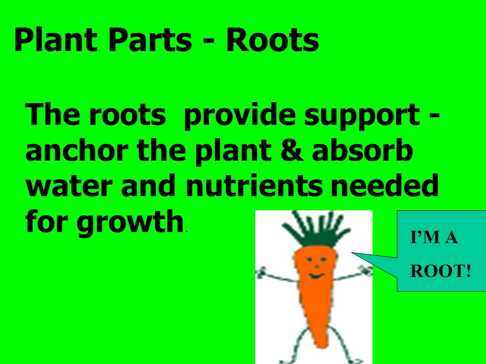 Plant Parts - Roots The roots provide support - anchor the plant & absorb water and nutrients needed for growth.