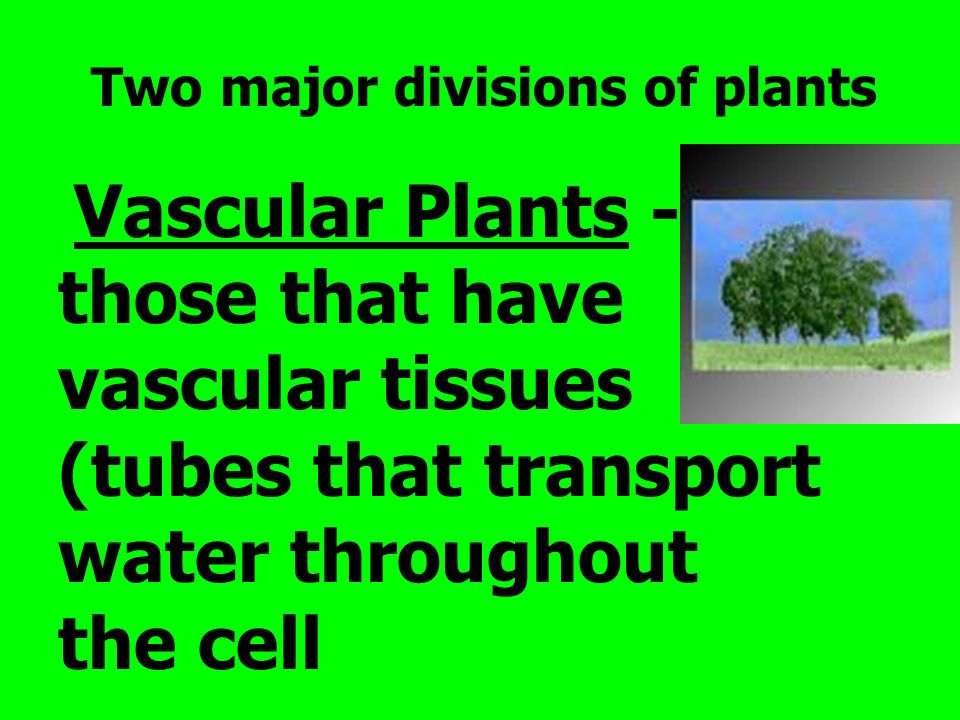 Two major divisions of plants