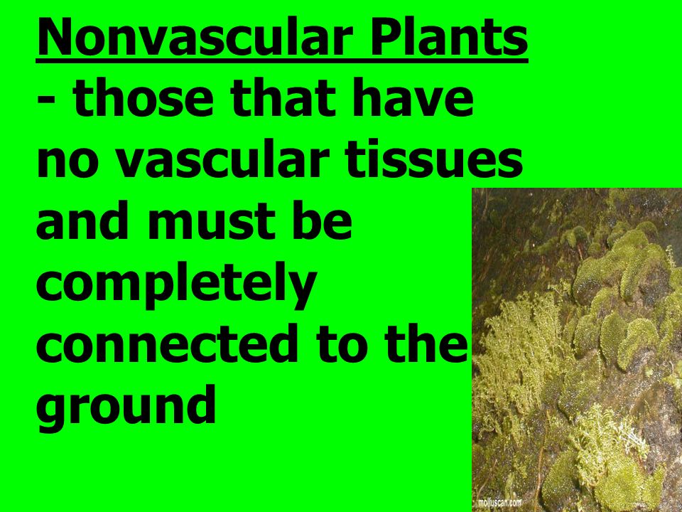 Nonvascular Plants - those that have no vascular tissues and must be completely connected to the ground