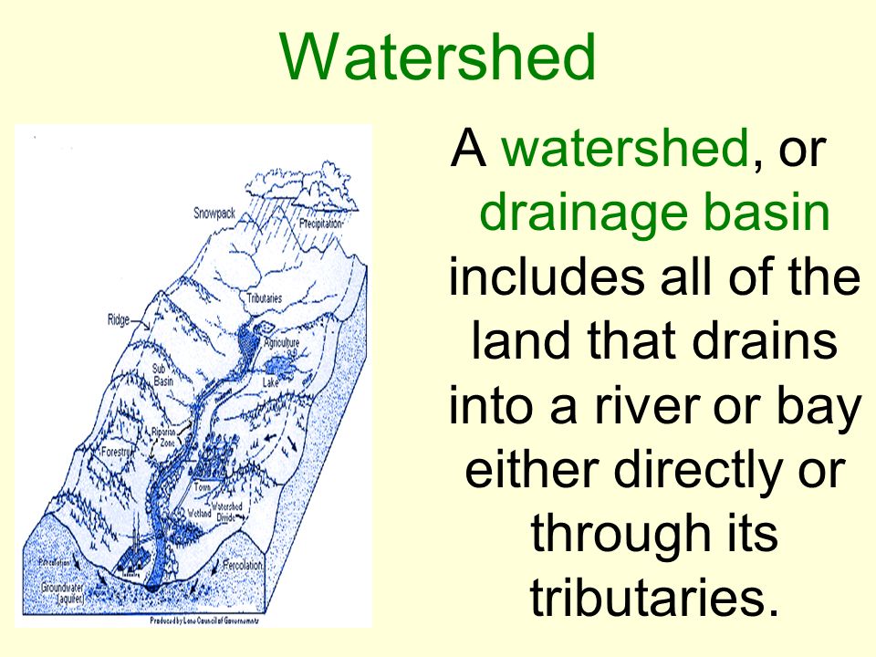 Watershed A watershed, or drainage basin includes all of the land that drains into a river or bay either directly or through its tributaries.
