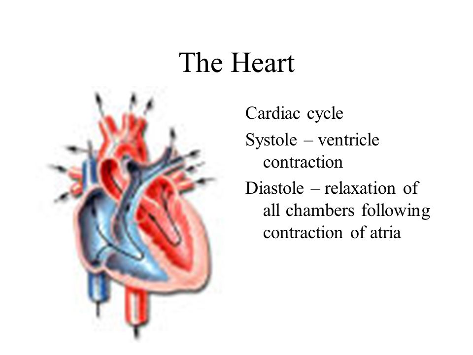 The Heart Cardiac cycle Systole – ventricle contraction