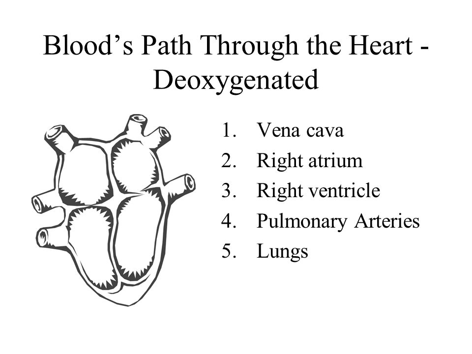 Blood’s Path Through the Heart - Deoxygenated