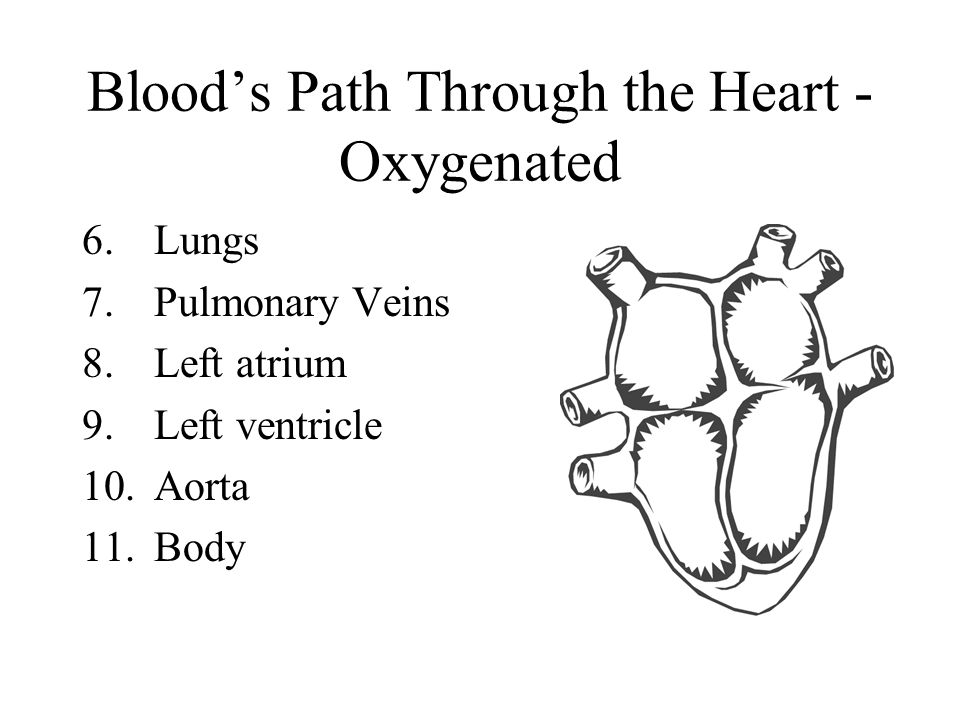 Blood’s Path Through the Heart - Oxygenated