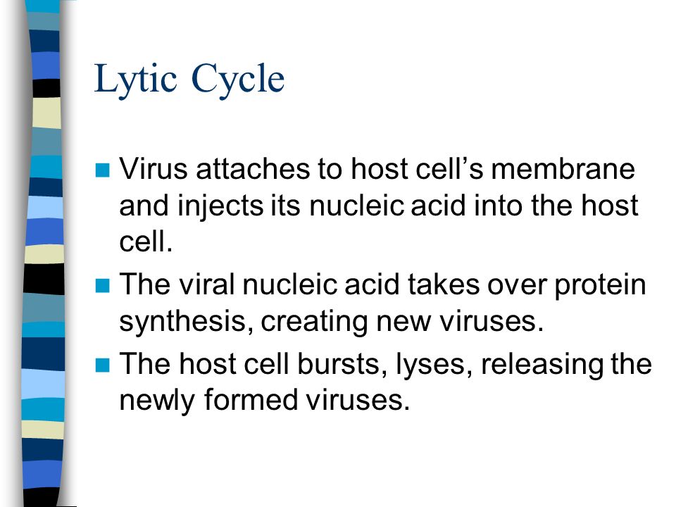 Lytic Cycle Virus attaches to host cell’s membrane and injects its nucleic acid into the host cell.