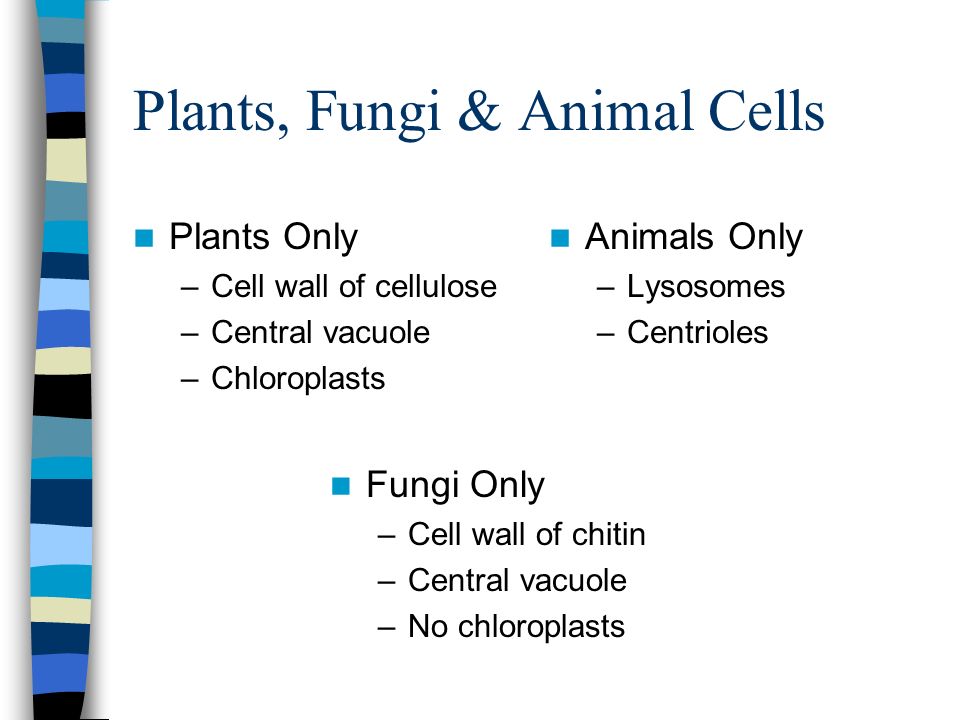 Today's Objectives TSW distinguish between plant and animal cells and diagram them. TSW distinguish between prokaryotes and eukaryotes. - ppt video online download Today's Objectives TSW distinguish between plant and animal cells and diagram them. TSW distinguish between prokaryotes and eukaryotes. - ppt video online download