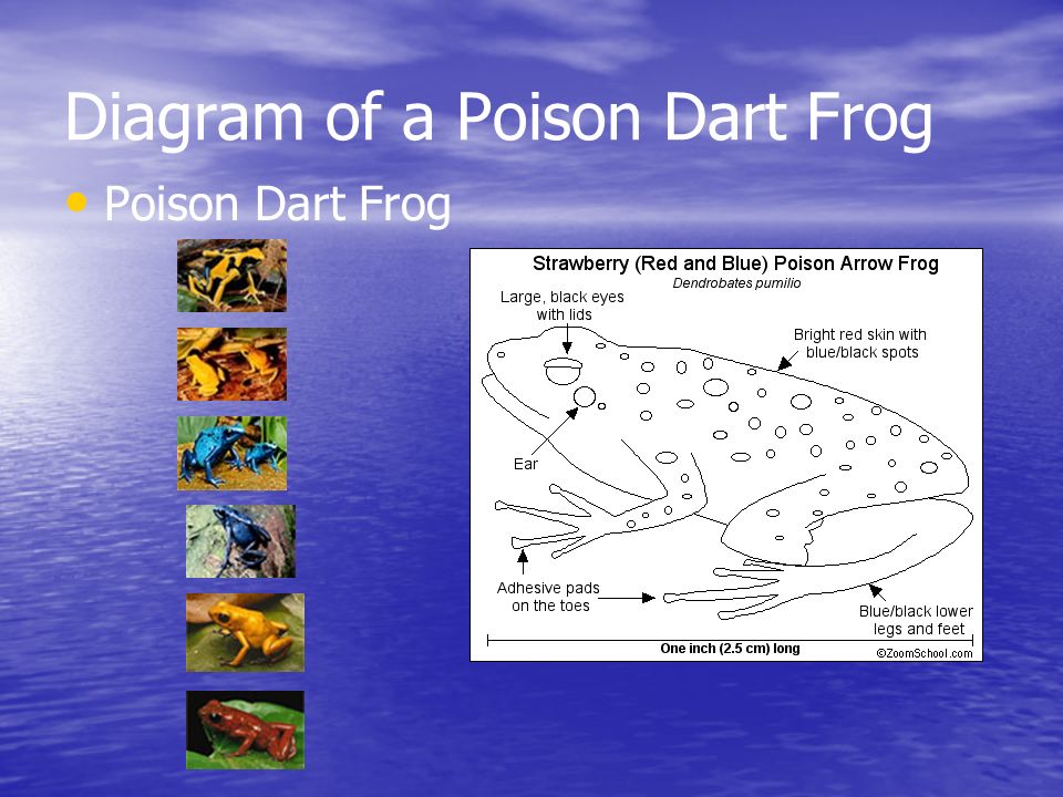 Strawberry Poison Dart Frog Life Cycle