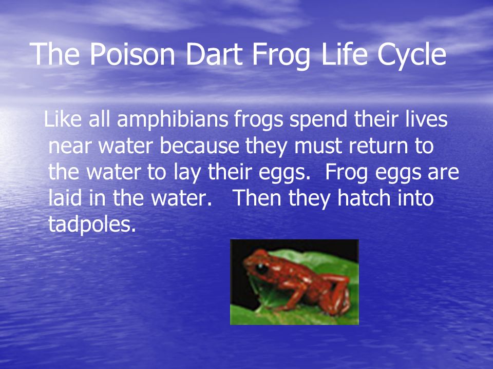 Strawberry Poison Dart Frog Life Cycle