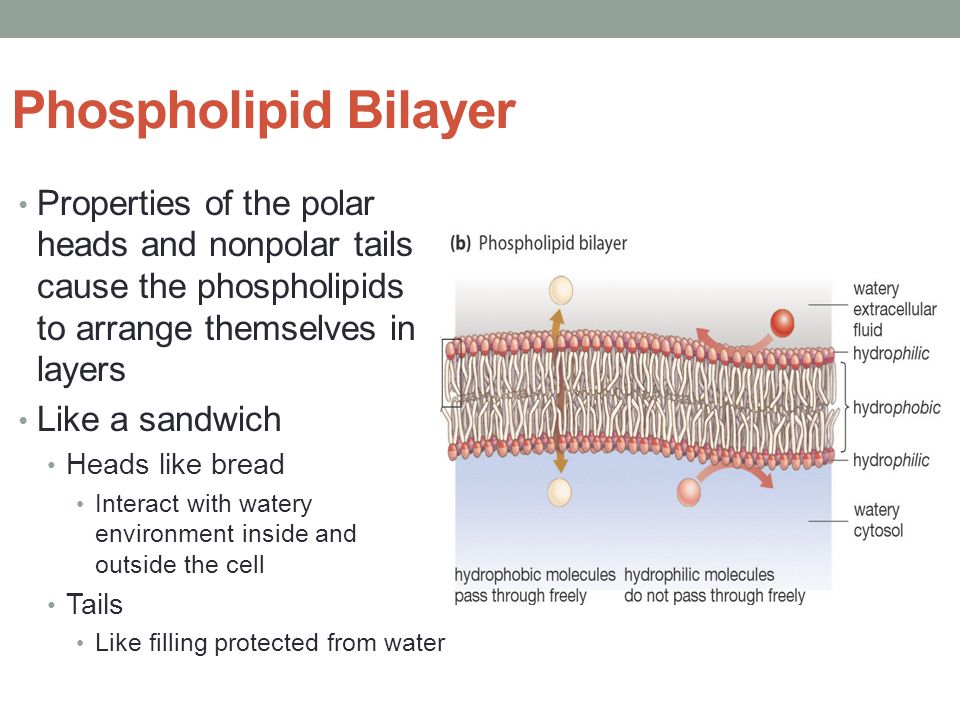 Chapter 3 Cells 3 3 Cell Membrane Ppt Download