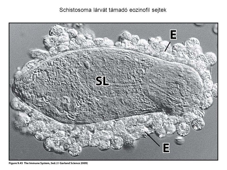Dendritikus sejtek helmint Dendritikus sejt – Wikipédia
