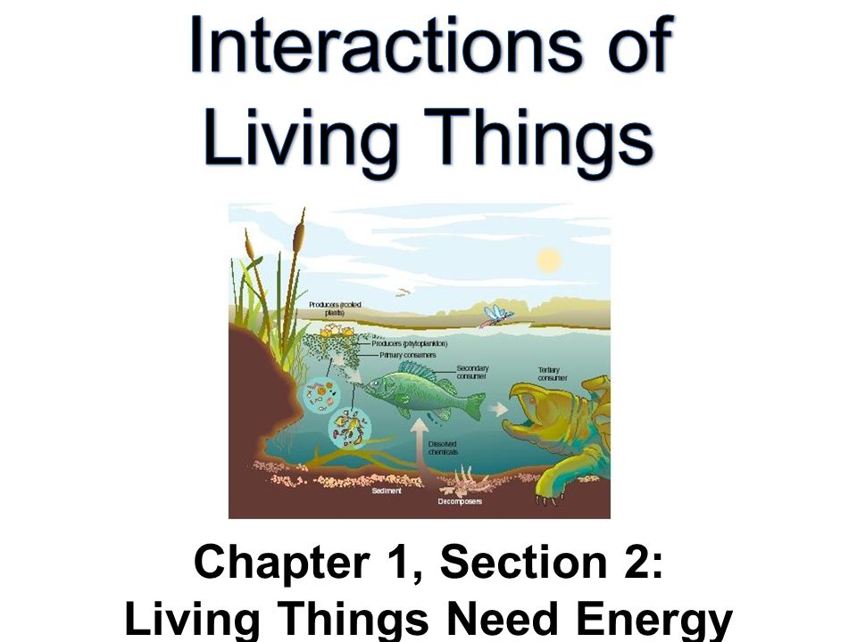Interactions of Living Things Chapter 1, Section 2: Living Things Need Energy