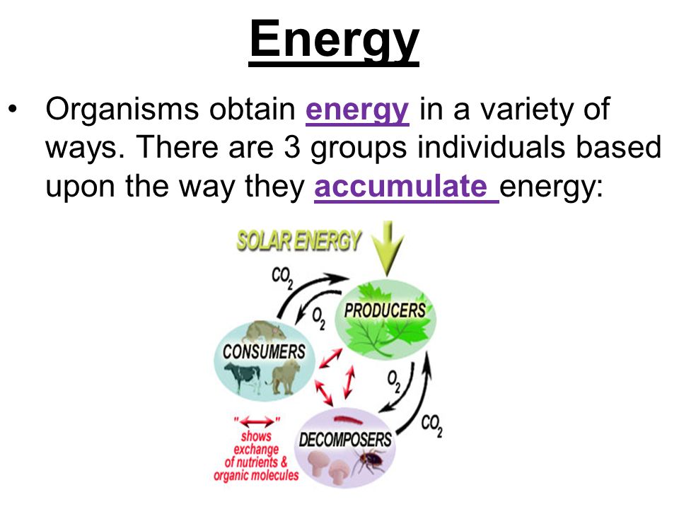 Energy Organisms obtain energy in a variety of ways.