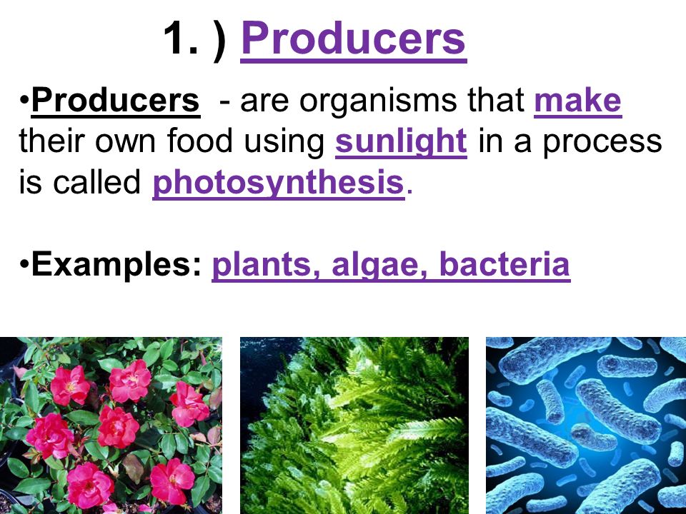 1. ) Producers Producers - are organisms that make their own food using sunlight in a process is called photosynthesis.