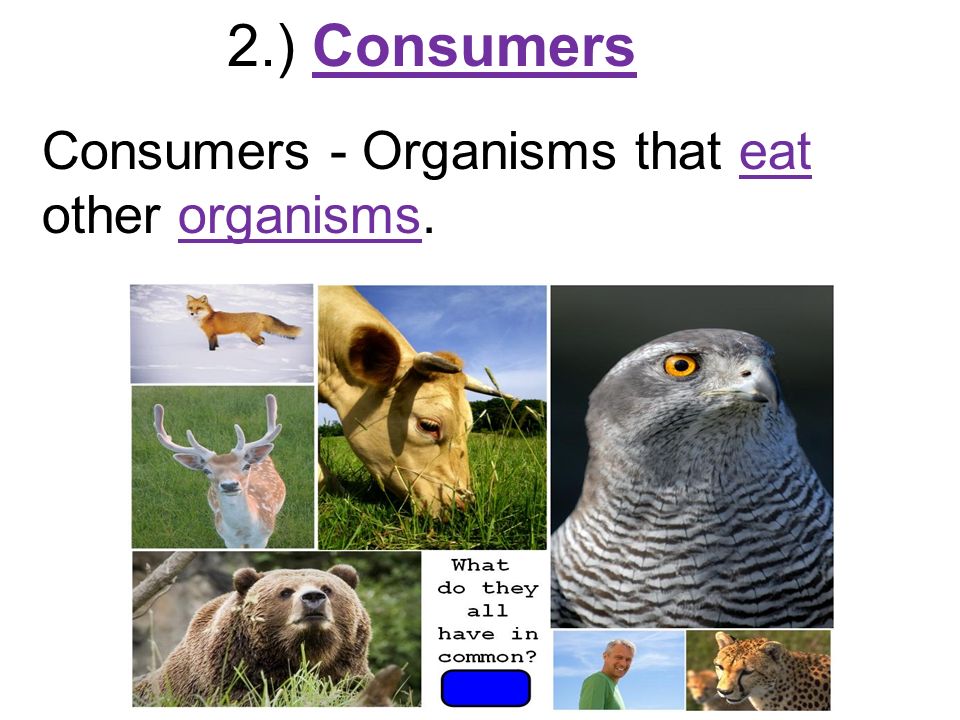 2.) Consumers Consumers - Organisms that eat other organisms.