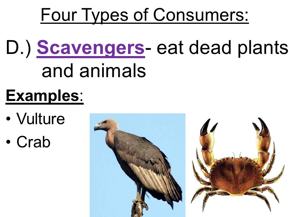 Four Types of Consumers: