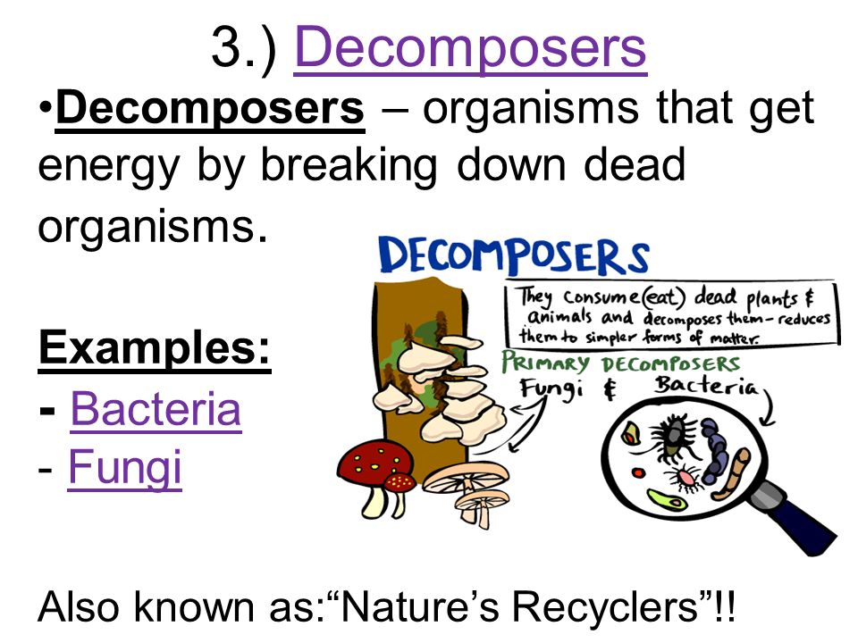 3.) Decomposers