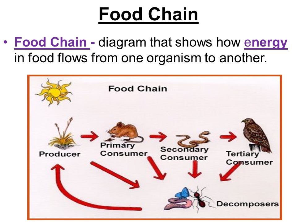 Food Chain Food Chain - diagram that shows how energy in food flows from one organism to another.