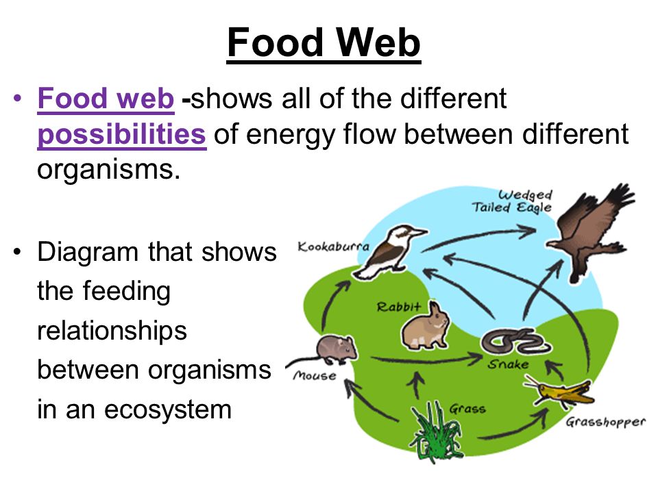Food Web Food web -shows all of the different possibilities of energy flow between different organisms.