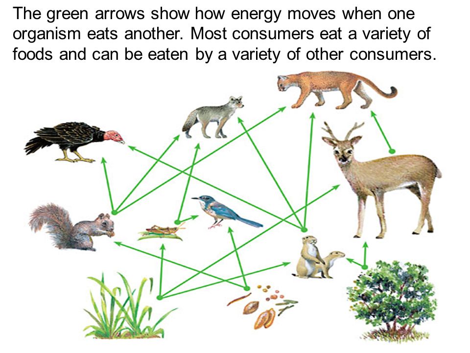 The green arrows show how energy moves when one organism eats another
