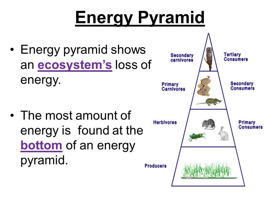Energy Pyramid Energy pyramid shows an ecosystem’s loss of energy.