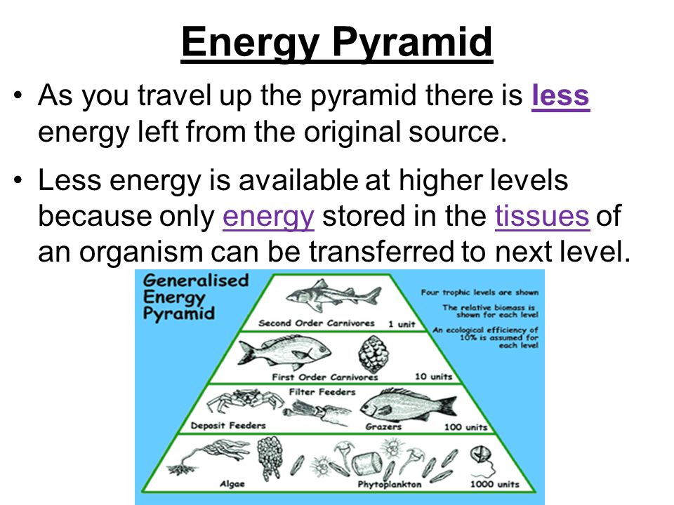 Energy Pyramid As you travel up the pyramid there is less energy left from the original source.