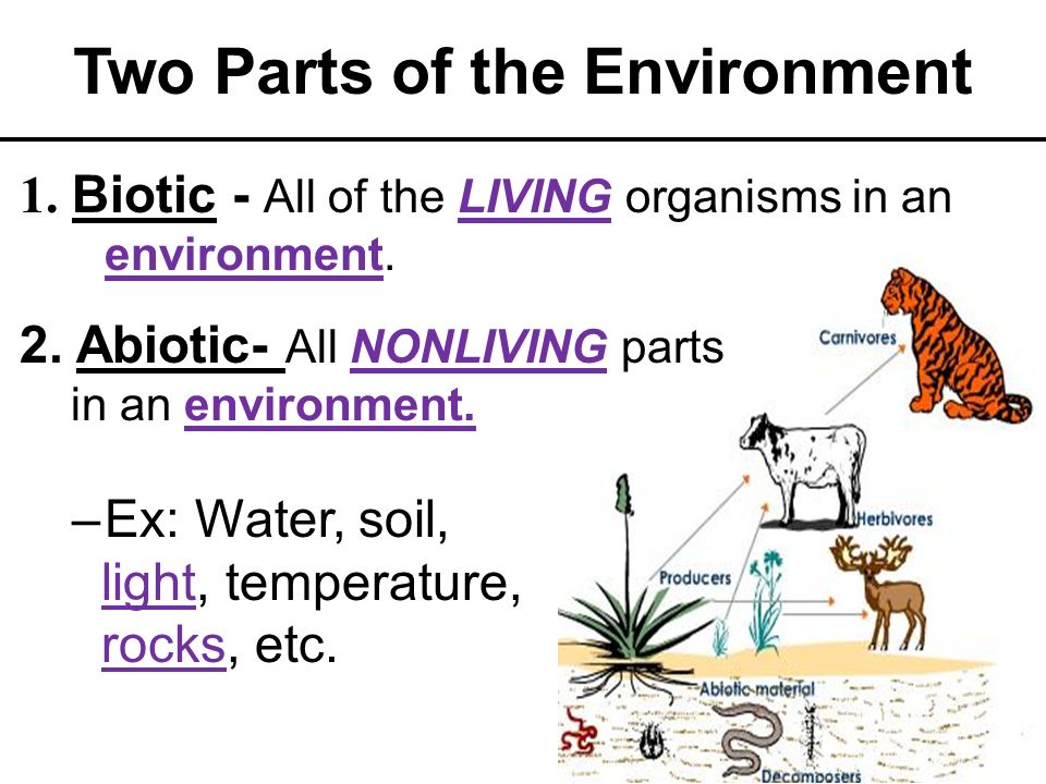 Two Parts of the Environment