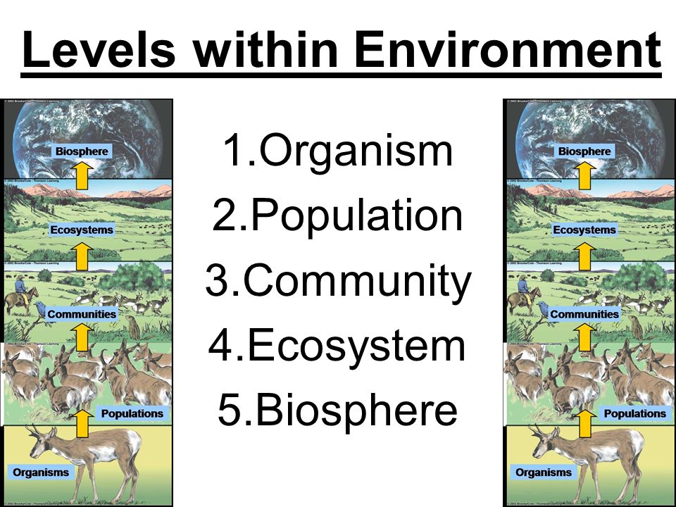 Levels within Environment