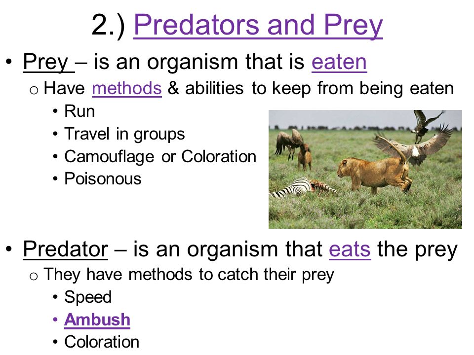 2.) Predators and Prey Prey – is an organism that is eaten
