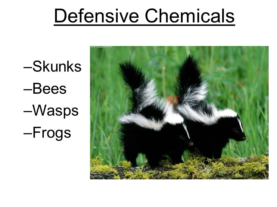 Defensive Chemicals Skunks Bees Wasps Frogs