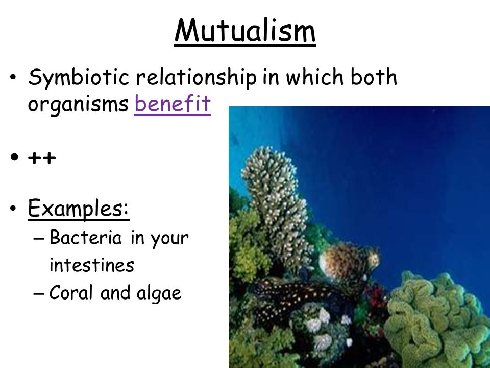 ++ Mutualism Symbiotic relationship in which both organisms benefit
