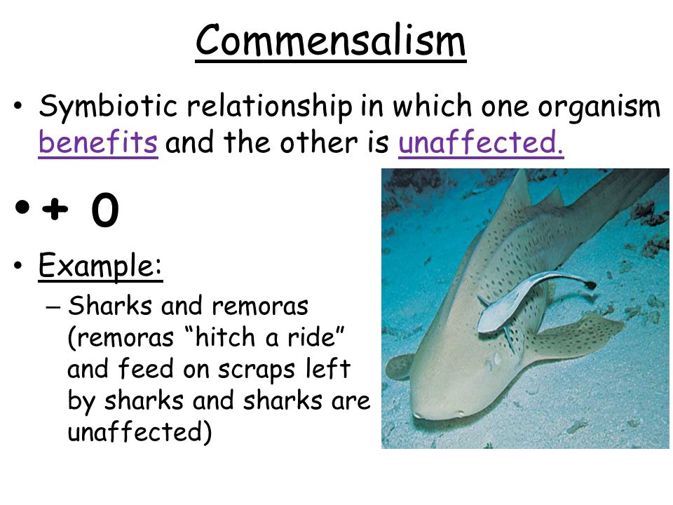 Commensalism Symbiotic relationship in which one organism benefits and the other is unaffected