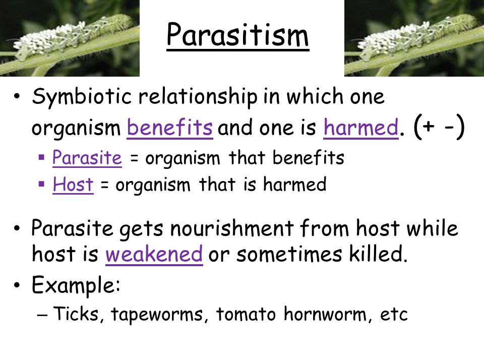 Parasitism Symbiotic relationship in which one organism benefits and one is harmed. (+ -) Parasite = organism that benefits.