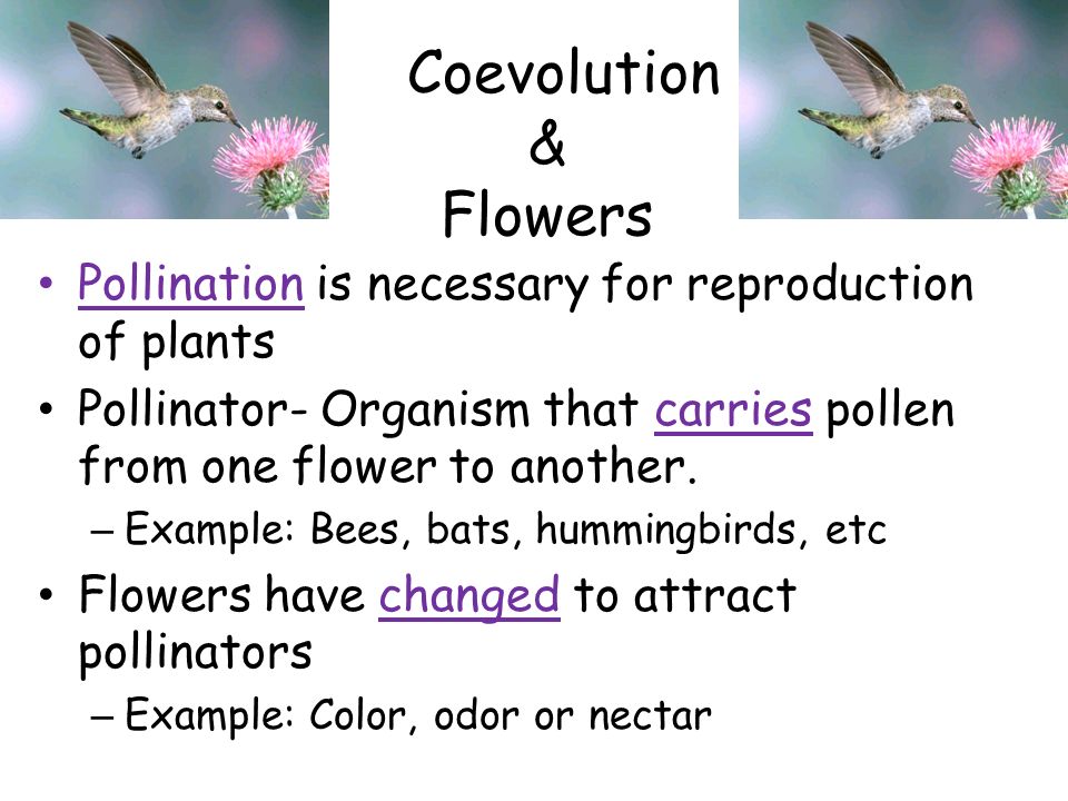 Coevolution & Flowers Pollination is necessary for reproduction of plants. Pollinator- Organism that carries pollen from one flower to another.