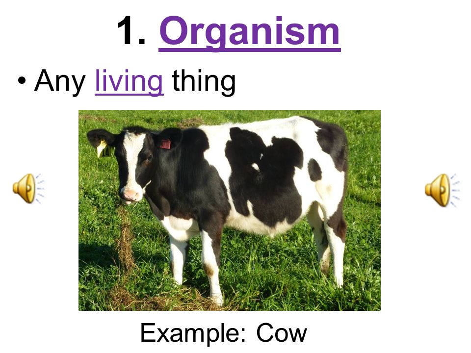 1. Organism Any living thing Example: Cow