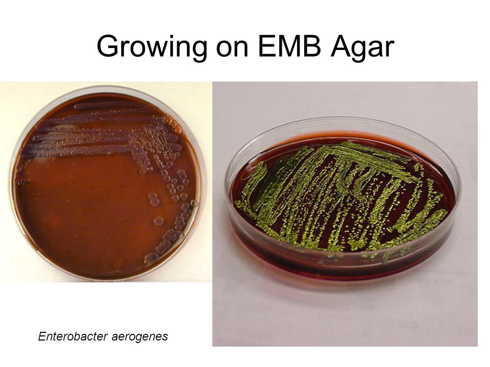EMB agar Only gram-negative bacteria grow on EMB agar. (Gram-positive  bacteria are inhibited by the dyes eosin and methylene blue added to the  agar.) Based. - ppt video online download