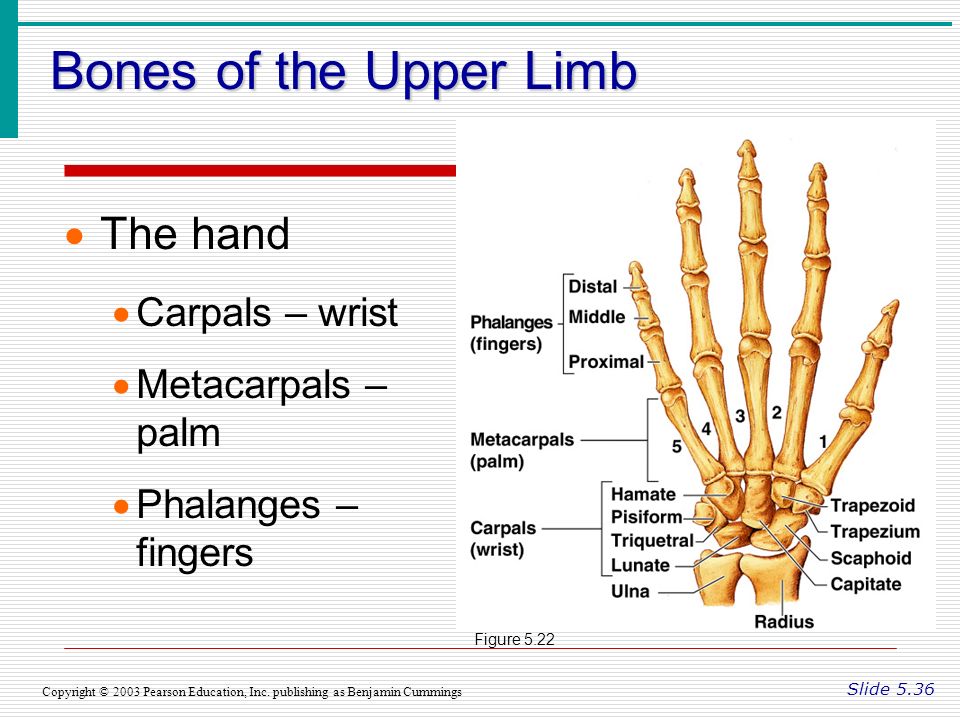 The bones form. Upper Limb Bones. The structure of the Upper Limb. Carpals кость. The structure of the Bones of the Upper Limb.